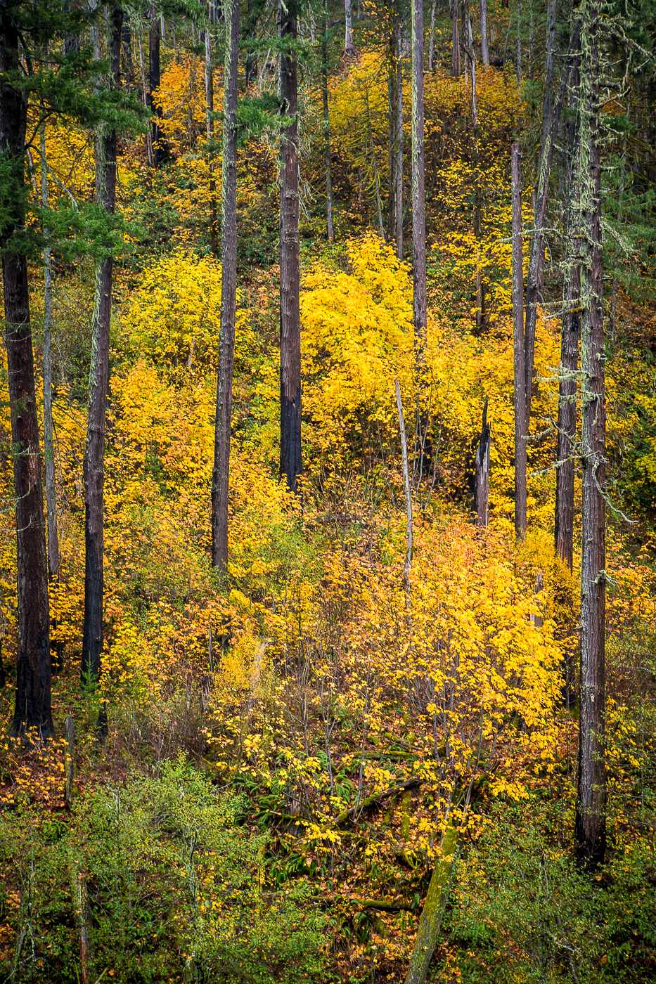 Santiam Pass